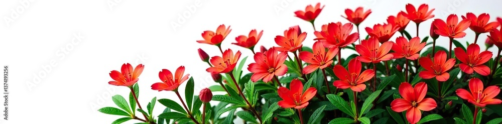 Fototapeta premium Vibrant red flower shrubbery with green leaves isolated on white background, beautiful, plant