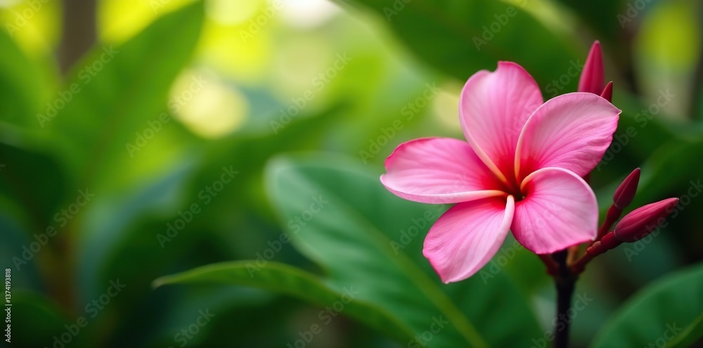 Vibrant pink plumeria flowers blooming in tropical garden, summer, nature Vibrant pink plumeria flowers blooming in tropical garden, summer, nature