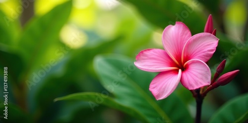 Vibrant pink plumeria flowers blooming in tropical garden,  summer,  nature