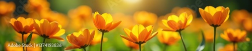 Vibrant orange and yellow spring flowers blooming in a sunlit garden,  orange,  blooming