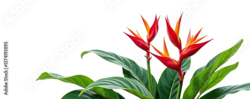 Vibrant red Heliconia bihai plant with lush leaves and tropical flowers isolated on white background, Heliconia bihai,  red palulu
