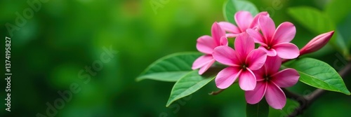 Vibrant pink tropical flowers in full bloom against lush green leaves,  vibrant,  foliage
