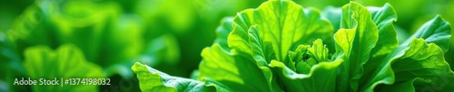 Vibrant green lettuce leaves creating a lush and textured background,  nutritious,  vegetable