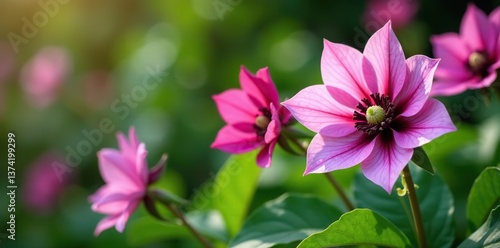 Vibrant hellebore flowers in various shades of pink, purple, and white blooming in a garden,  floral,  purple