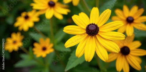 Vibrant yellow black-eyed susan flowers with dark centers up close,  garden, yellow