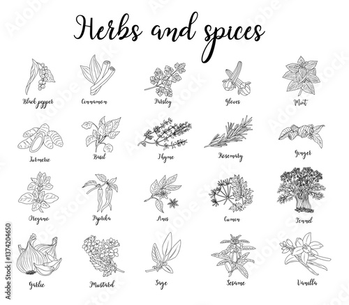 Set of Herbs and spices hand drawn vector illustrations. Food sketch. Cooking plants. Labeling and packaging design. Spice and herbs black and white monochrome drawing. Isolated