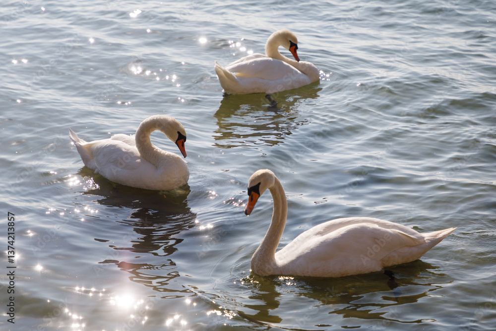 Three swans in the sea water