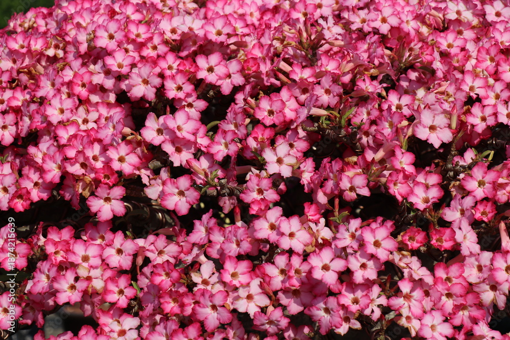 Pink flowers for background. The tree is densely blossoming. Pink flowers for background. The tree is densely blossoming.