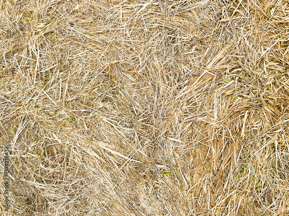 The texture of dry grass. Good for any project. The texture of dry grass. Good for any project.