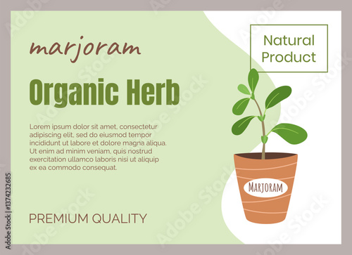 Culinary herb. Herbal leaves. Fresh marjoram in flowerpot. Natural product. Greengrocery food label. Garden crop. Vegetarian ingredient. Premium quality. Vector marketing banner design