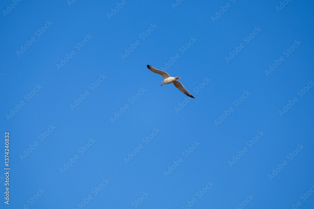 Obraz premium seagull in flight in summer