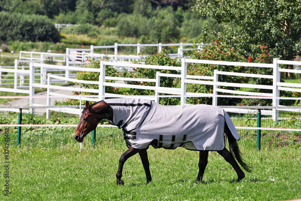 A horse in a horsecloth walks along a fence on a farm in the summer