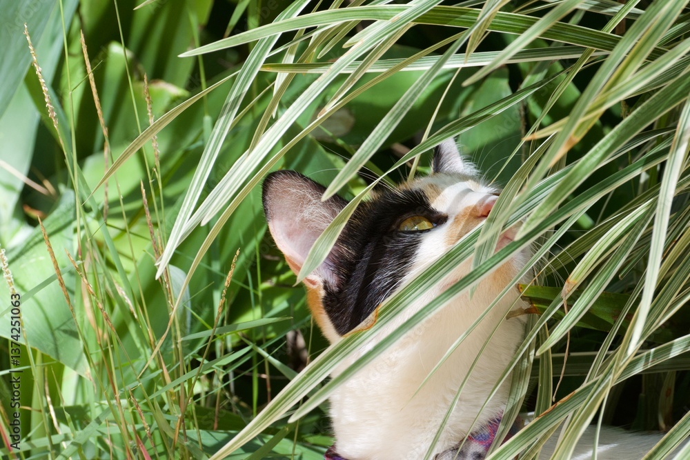 Obraz premium A cat is looking through the leaves of a plant