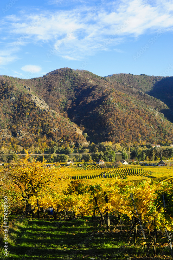 Obraz premium Weltkulturerbe Wachau im Herbst, Österreich, NIederösterreich,