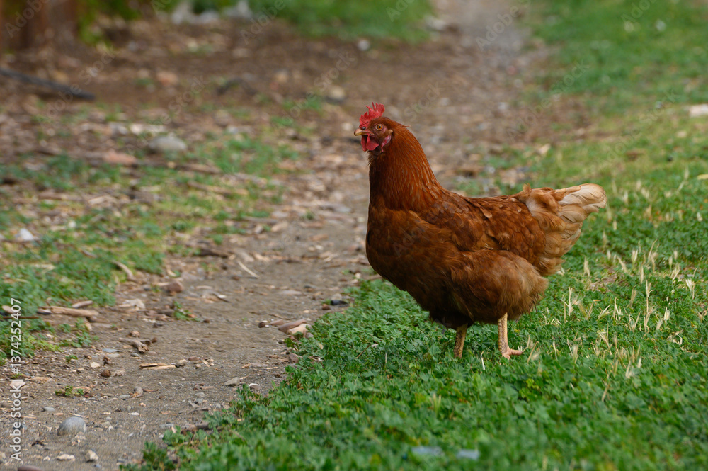 Fototapeta premium Brown hen waddles along a grassy path under soft afternoon sunlight in a rural setting