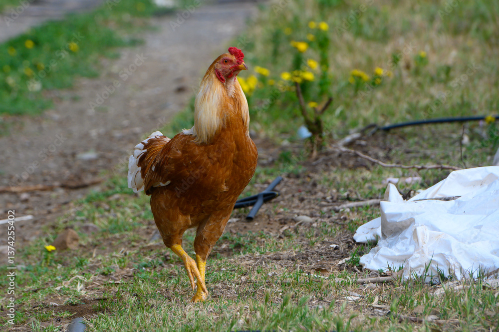 Fototapeta premium Chicken wanders freely through a vibrant field during the warm afternoon sunshine in a rural setting