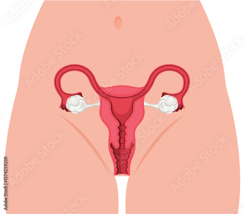Female reproductive organ, medical illustration