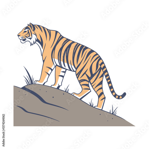 Striped Bengal predator, a wild feline on white