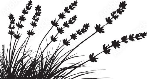 Lavender silhouette vector illustration for botanical and decorative design uses.