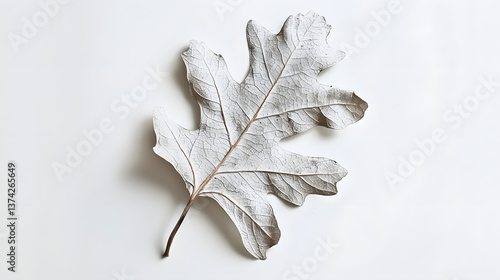 A leaf is on a white background