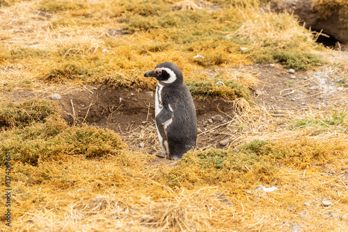 Penguins colony on the land. Magellanic penguin family with adult birds and baby chicks fauna wildlife in the ocean waters on Isla Magdalena island in the straight of Magellan, Punta Arenas, Chile.