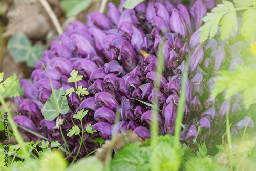 Photography Purple Toothwort, Lathraea clandestine flowering, a parasitic plant