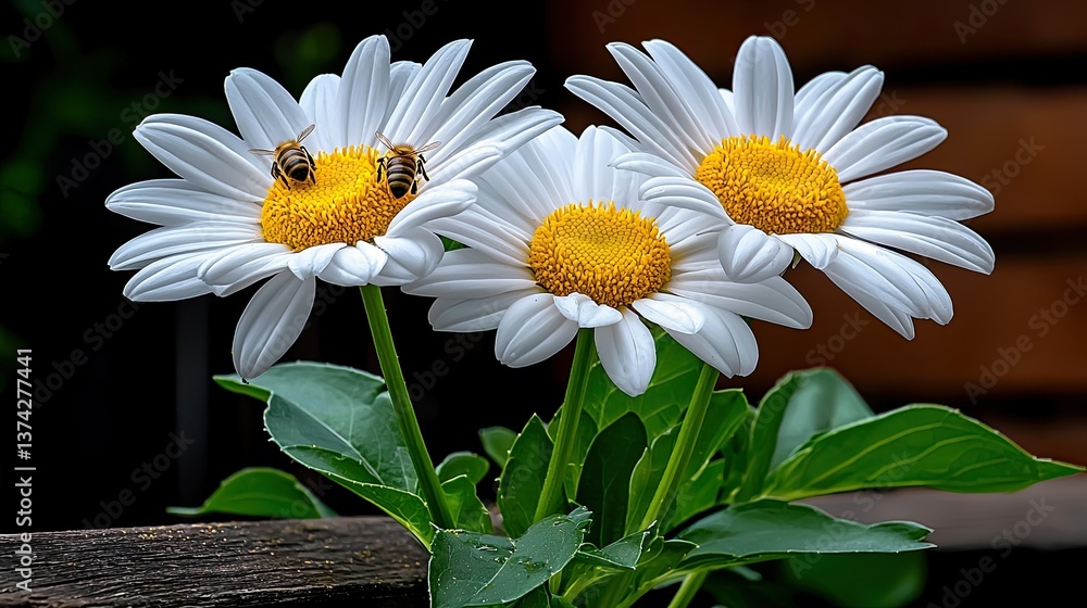 Obraz premium Three Daisies and Bees: A Close-Up Macro Photography of Nature's Beauty
