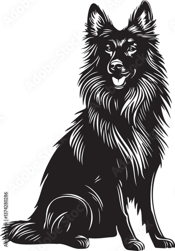 sitting belgian groenendael shepherd dog
