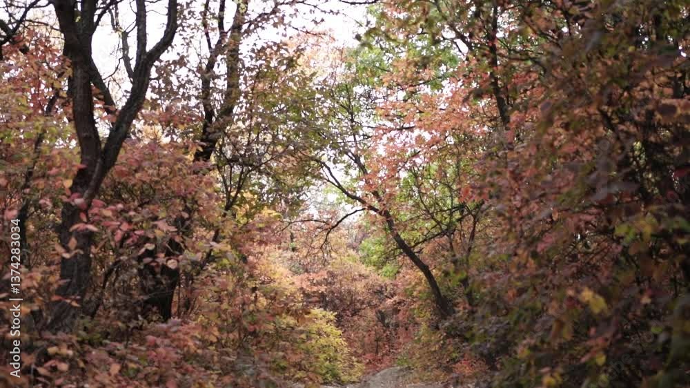 Autumn Pathway Surrounded by Red Foliage in a Tranquil Forest Autumn Pathway Surrounded by Red Foliage in a Tranquil Forest