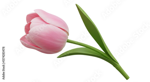 A beautiful pink tulip flower with green leaves is displayed