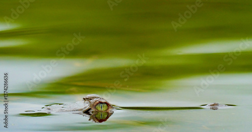 Slika na platnu Crocodile in Corcovado National Park - Costa Rica
