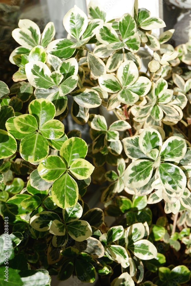 A lush display of variegated green leaves captures the sunlight filtering through a window. A lush display of variegated green leaves captures the sunlight filtering through a window.