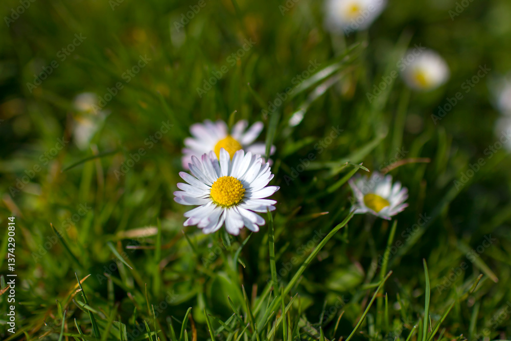 daisies in the garden - soft focus