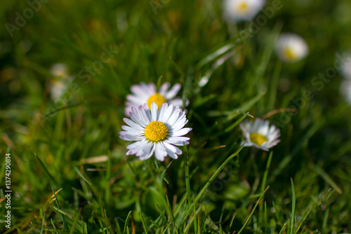Obraz na płótnie daisies in the garden - soft focus w salonie