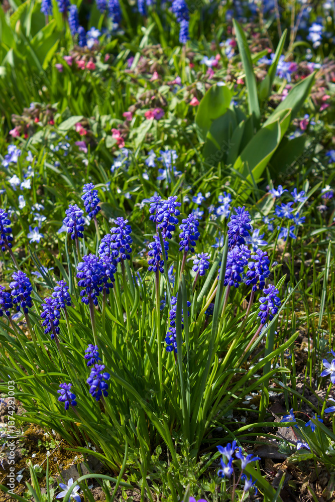 ansies flowers in a spring garden