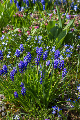 Obraz na płótnie ansies flowers in a spring garden w salonie
