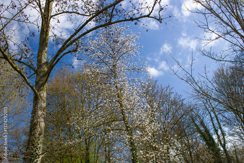 Obraz na płótnie spring trees in the park, sunny day, German countryside landscape w salonie