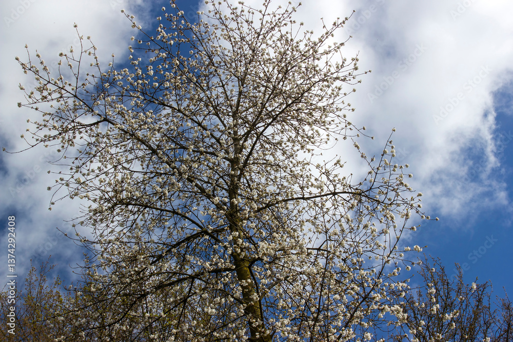 blooming tree in the park on a sunny spring day