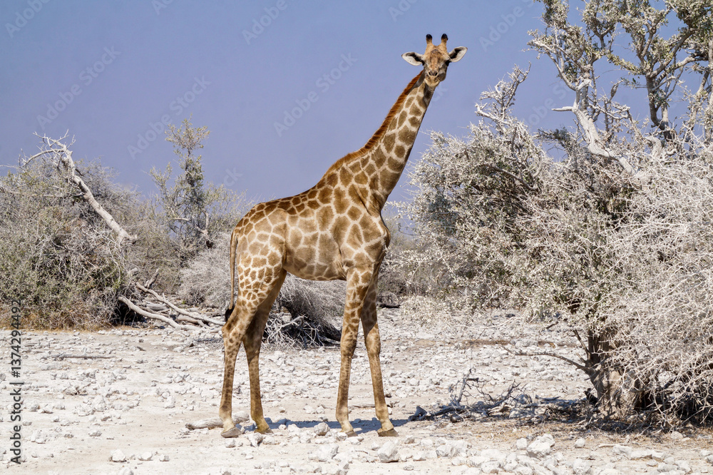 Fototapeta premium Giraffe in Etosha National Park - Namibia