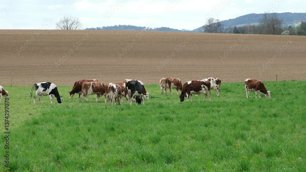 Kühe essen frisches Gras auf der Weide im Frühling, ein noch kahler Acker im Hintergrund. Idyllische Schweizer Landschaft im März Kühe essen frisches Gras auf der Weide im Frühling, ein noch kahler Acker im Hintergrund. Idyllische Schweizer Landschaft im März