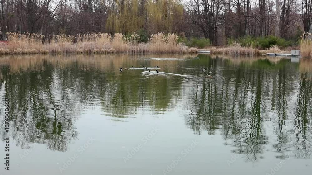 A serene scene featuring a group of ducks swimming in a large, calm lake. Surrounding the lake are patches of tall, golden grasses and leafless trees, suggesting autumn or winter. A serene scene featuring a group of ducks swimming in a large, calm lake. Surrounding the lake are patches of tall, golden grasses and leafless trees, suggesting autumn or winter.