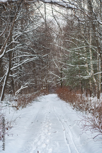 Wallpaper Mural A trodden path in a winter forest. A path between trees in a park. Background with a winter landscape. Torontodigital.ca