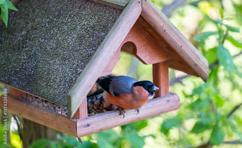 Gimpel sitzt in einem Vogelhaus und ernährt sich von Sonnenblumenkernen