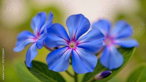 The bloom of the blue witch