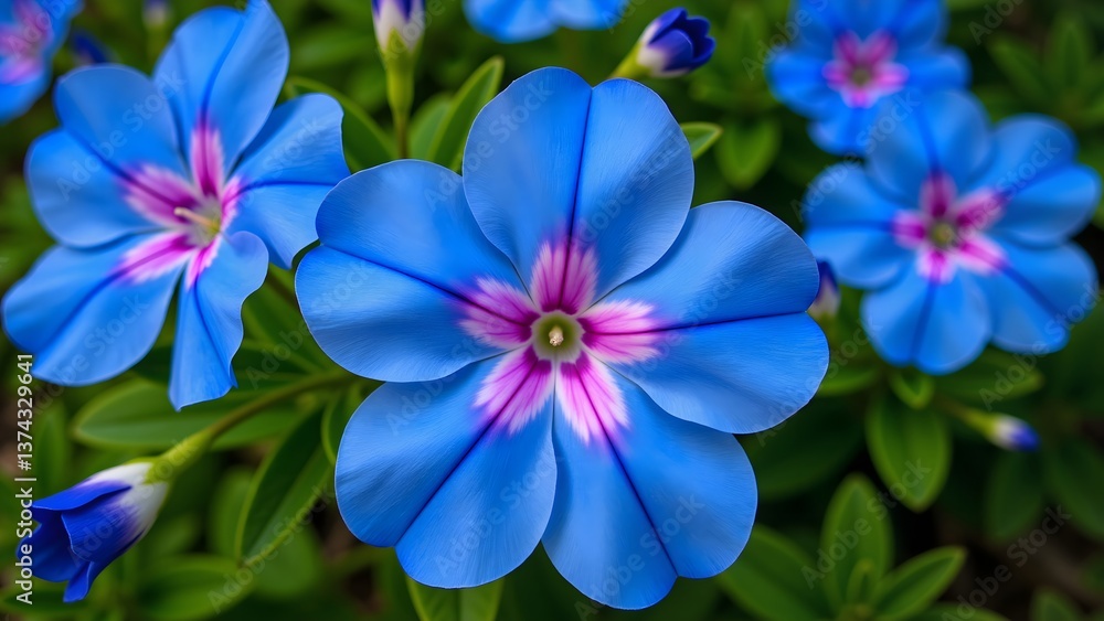 The bloom of the blue witch The bloom of the blue witch