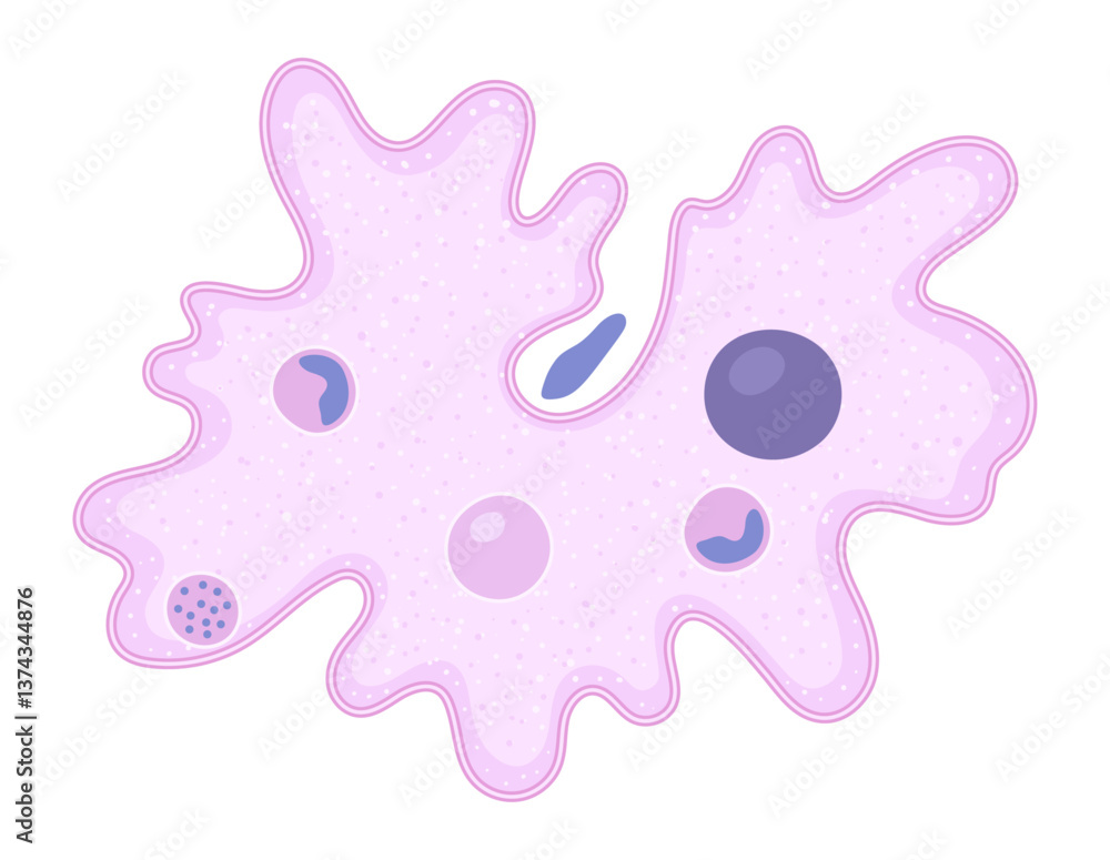 Vector illustration of an amoeba cell highlighting its vacuole, showcasing the fascinating world of animal biology. Vector illustration of an amoeba cell highlighting its vacuole, showcasing the fascinating world of animal biology.