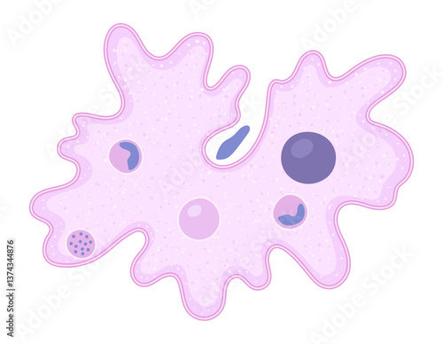 Vector illustration of an amoeba cell highlighting its vacuole, showcasing the fascinating world of animal biology.