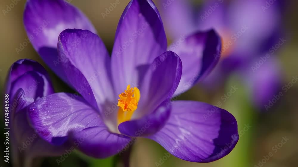 Beautiful purple crocus flowers blooming in the spring sun in a garden setting Beautiful purple crocus flowers blooming in the spring sun in a garden setting