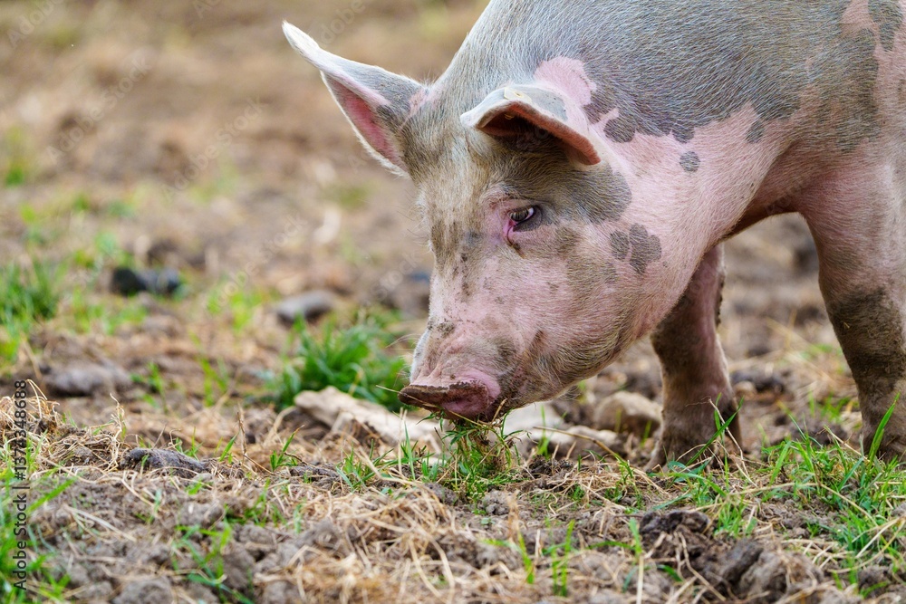 A pig with a pink and black spotted coat is actively searching for food on the ground, using its snout to dig through the dirt and grass in a rural farm setting. A pig with a pink and black spotted coat is actively searching for food on the ground, using its snout to dig through the dirt and grass in a rural farm setting.