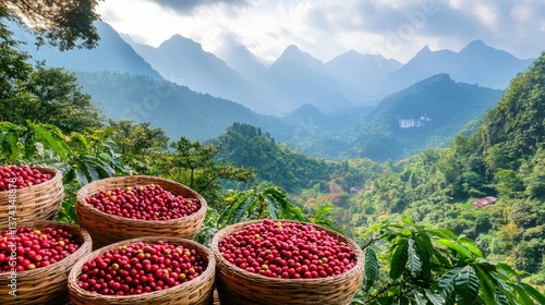 Coffee cherries in woven baskets, freshly harvested and piled high, with green coffee plants and misty mountains in the background.